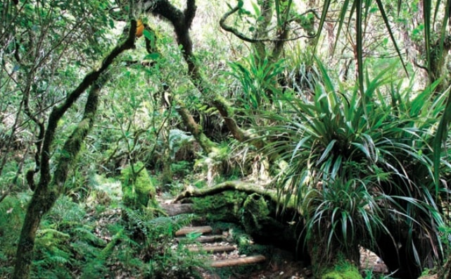 Sentier nature et botanique autour du centre, La Plaine-des-Palmistes